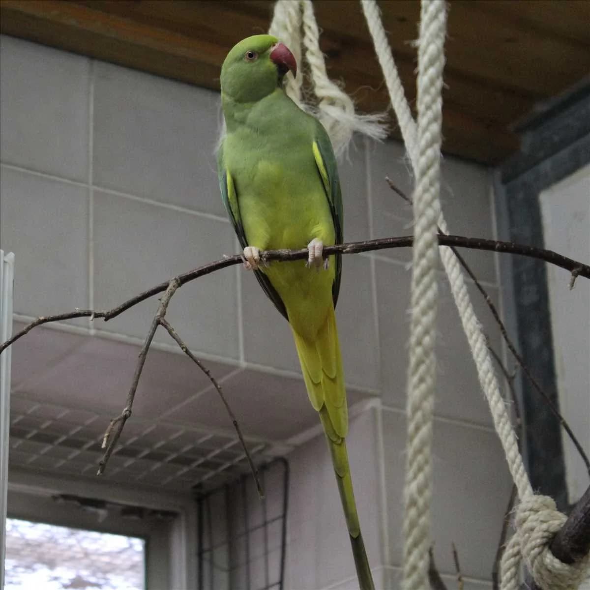 BAILEE,  (Tierheim München)