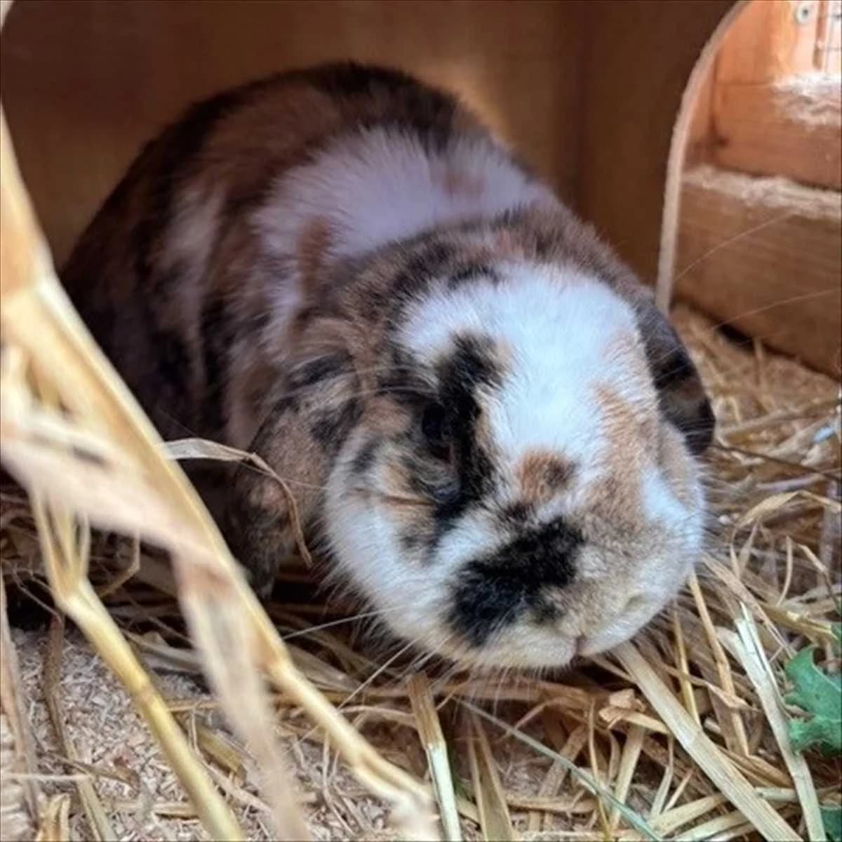 SCHNUFFI,  (Tierheim München)