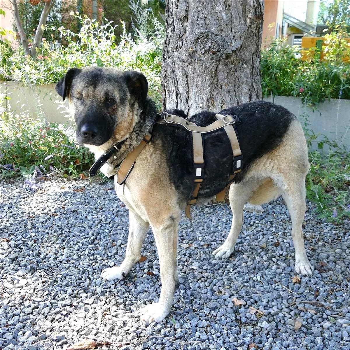 SOFIE, schwarz, braun female 5yo Mixed Breed for adoption at Tierheim München, Munich