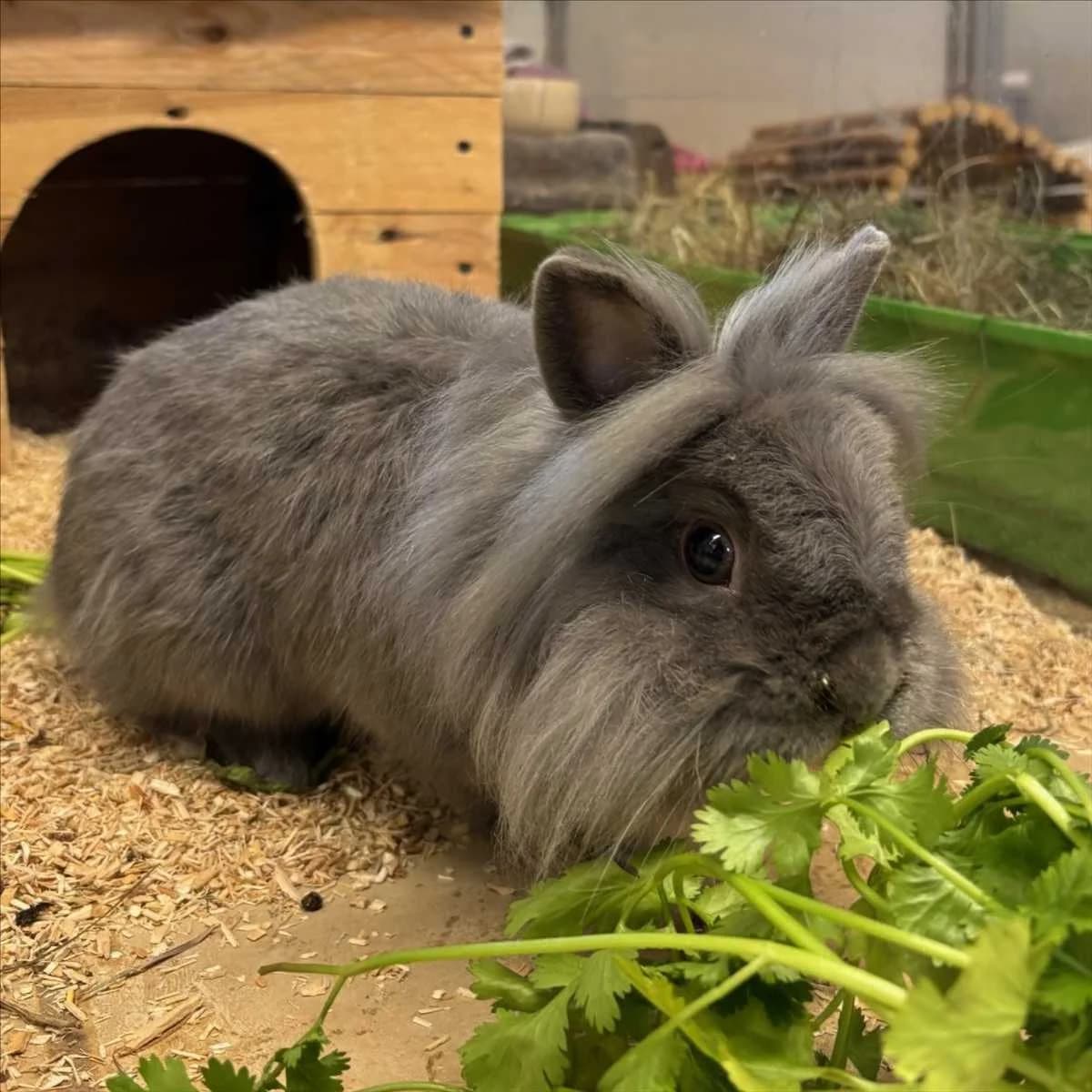 MANNY, grau male mixed breed for adoption at Tierheim München, Munich
