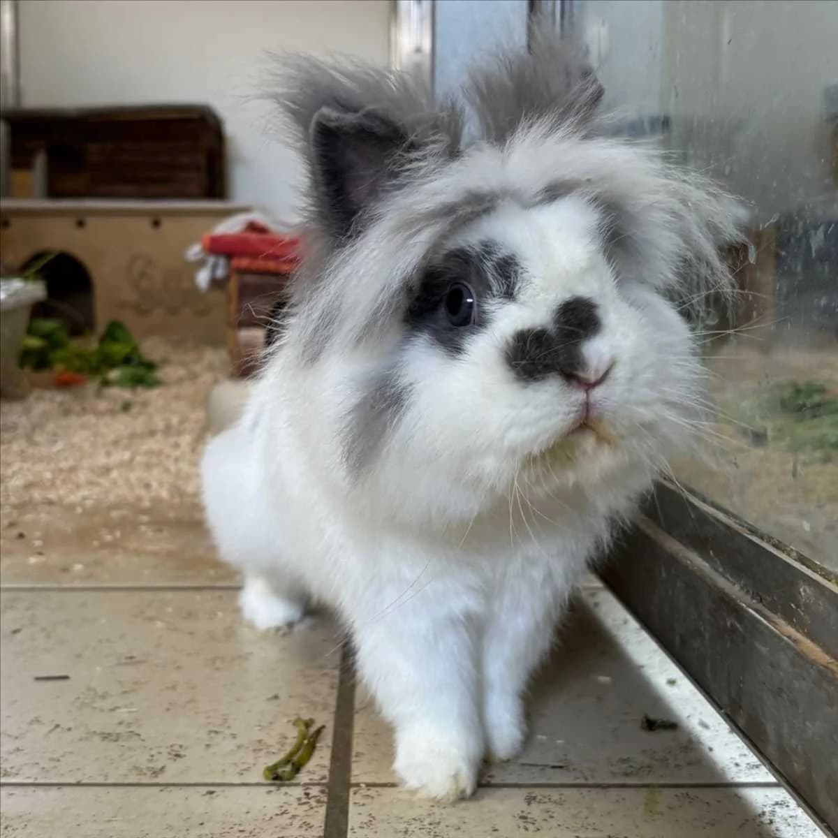 SUNNY, weiß male mixed breed for adoption at Tierheim München, Munich