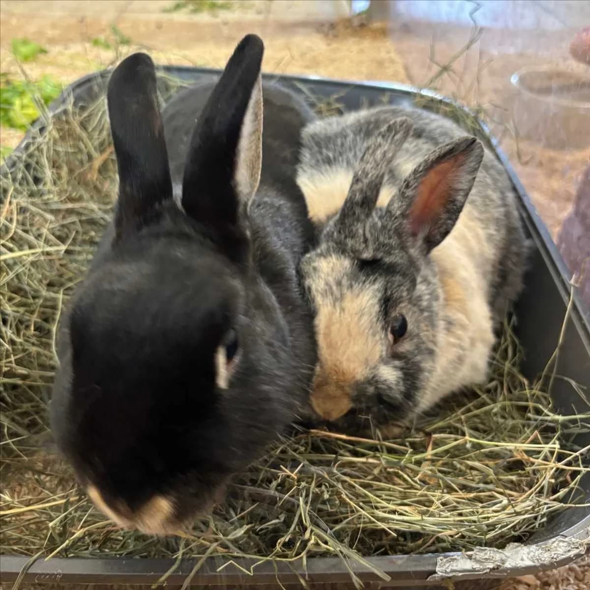 KARLA KOLUMNA, schwarz female mixed breed for adoption at Tierheim München, Munich