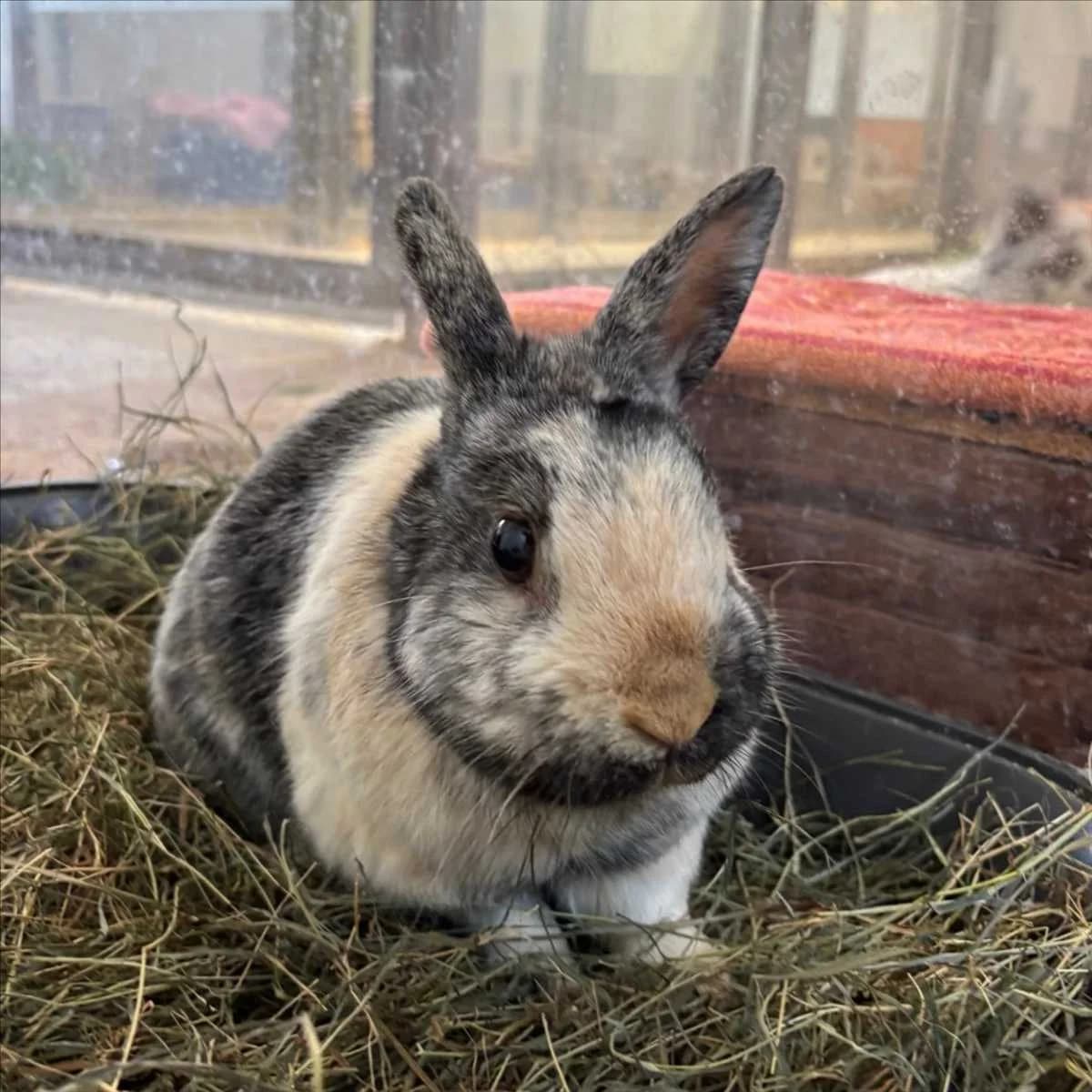 OTTO, dreifarbig male mixed breed for adoption at Tierheim München, Munich