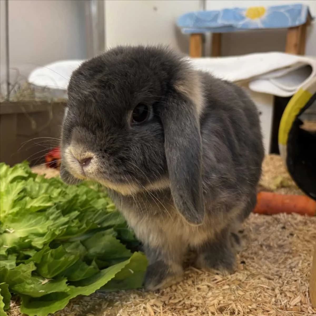 MATEO, grau male mixed breed for adoption at Tierheim München, Munich