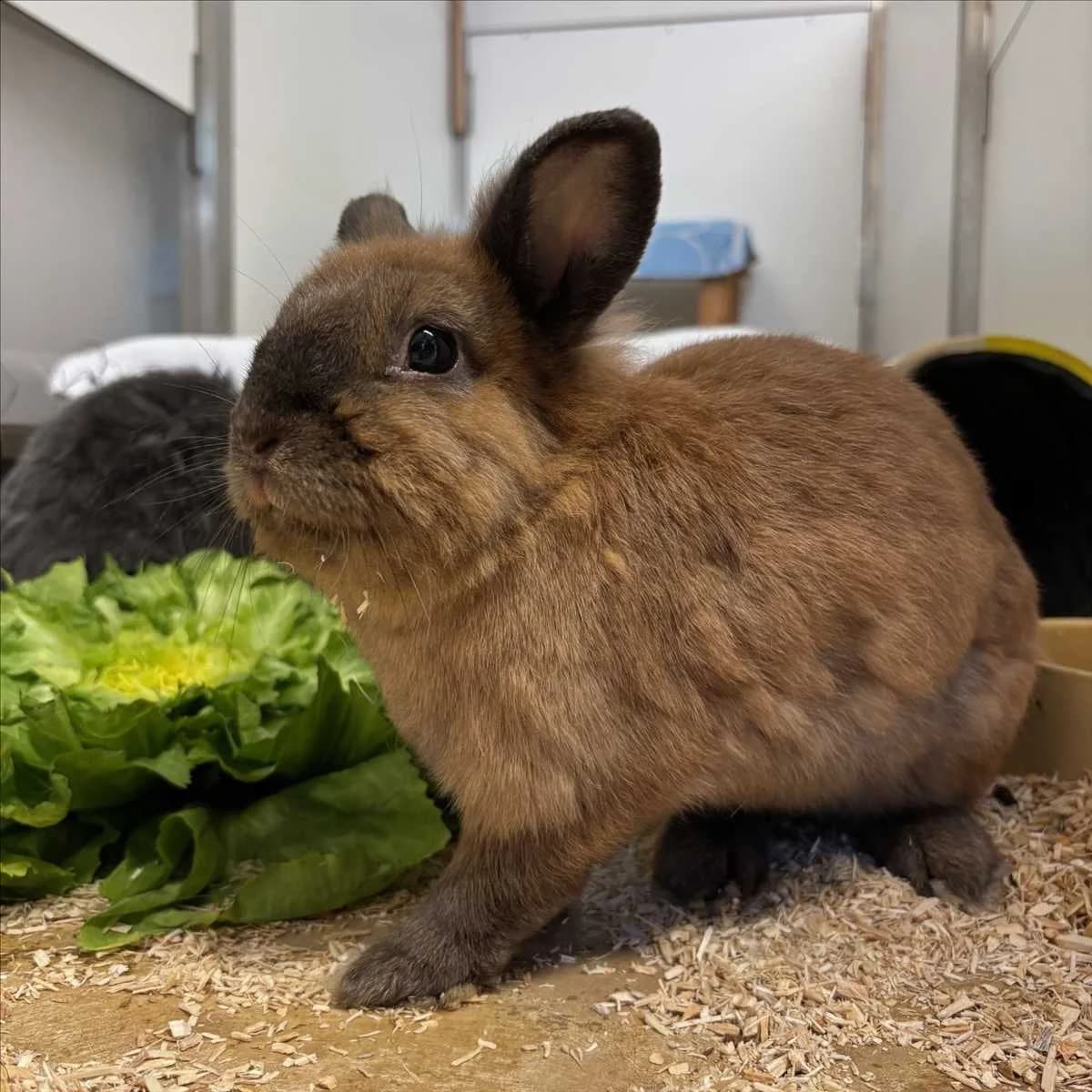BONITA, braun female mixed breed for adoption at Tierheim München, Munich