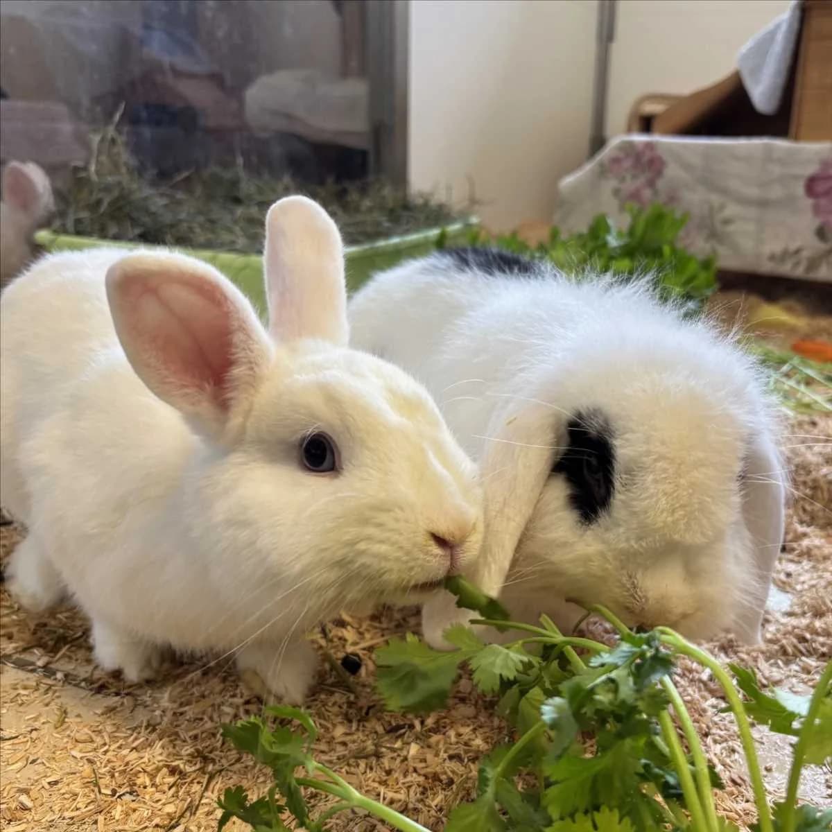 HOPS, weiß male mixed breed for adoption at Tierheim München, Munich