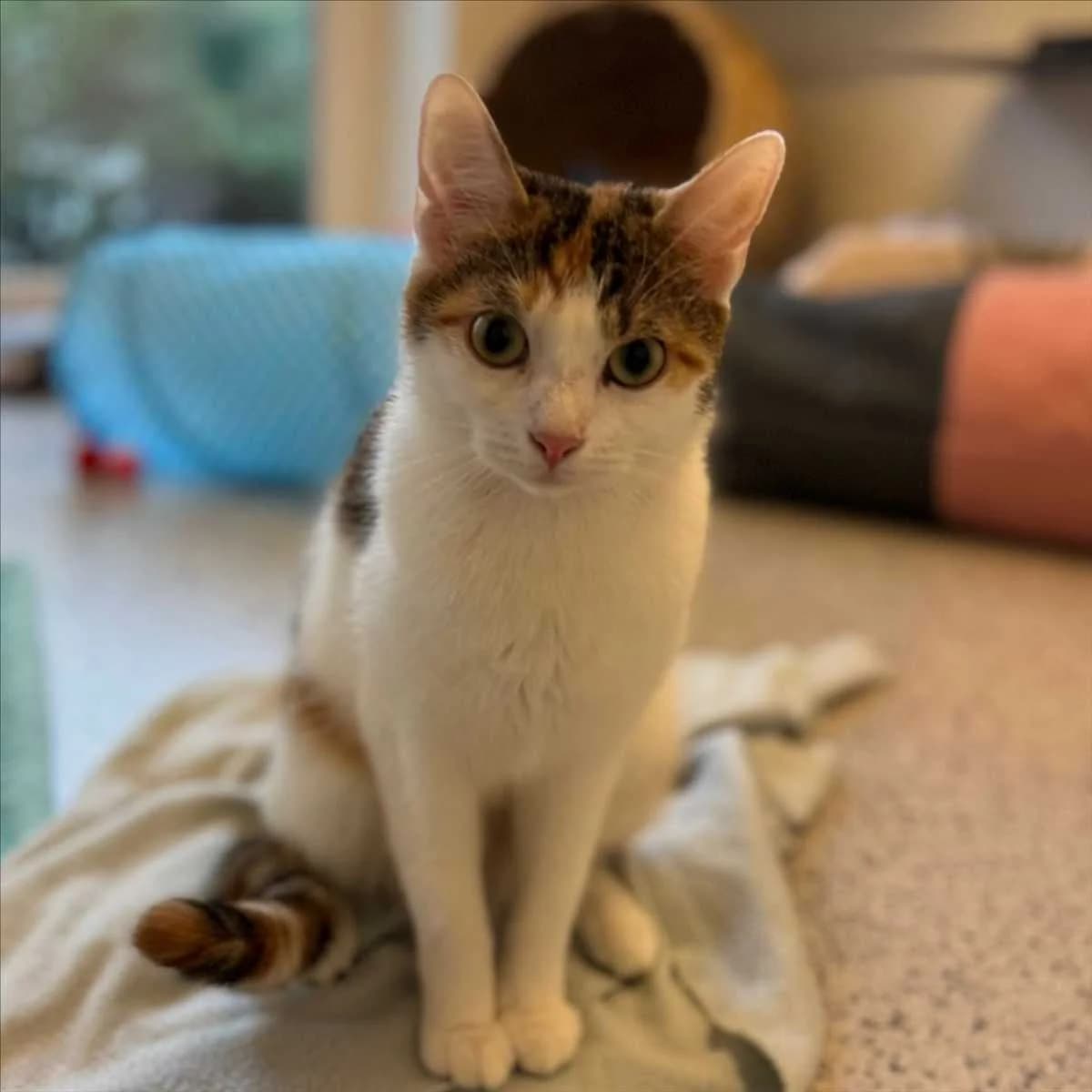 MIMI,  (Tierheim München)
