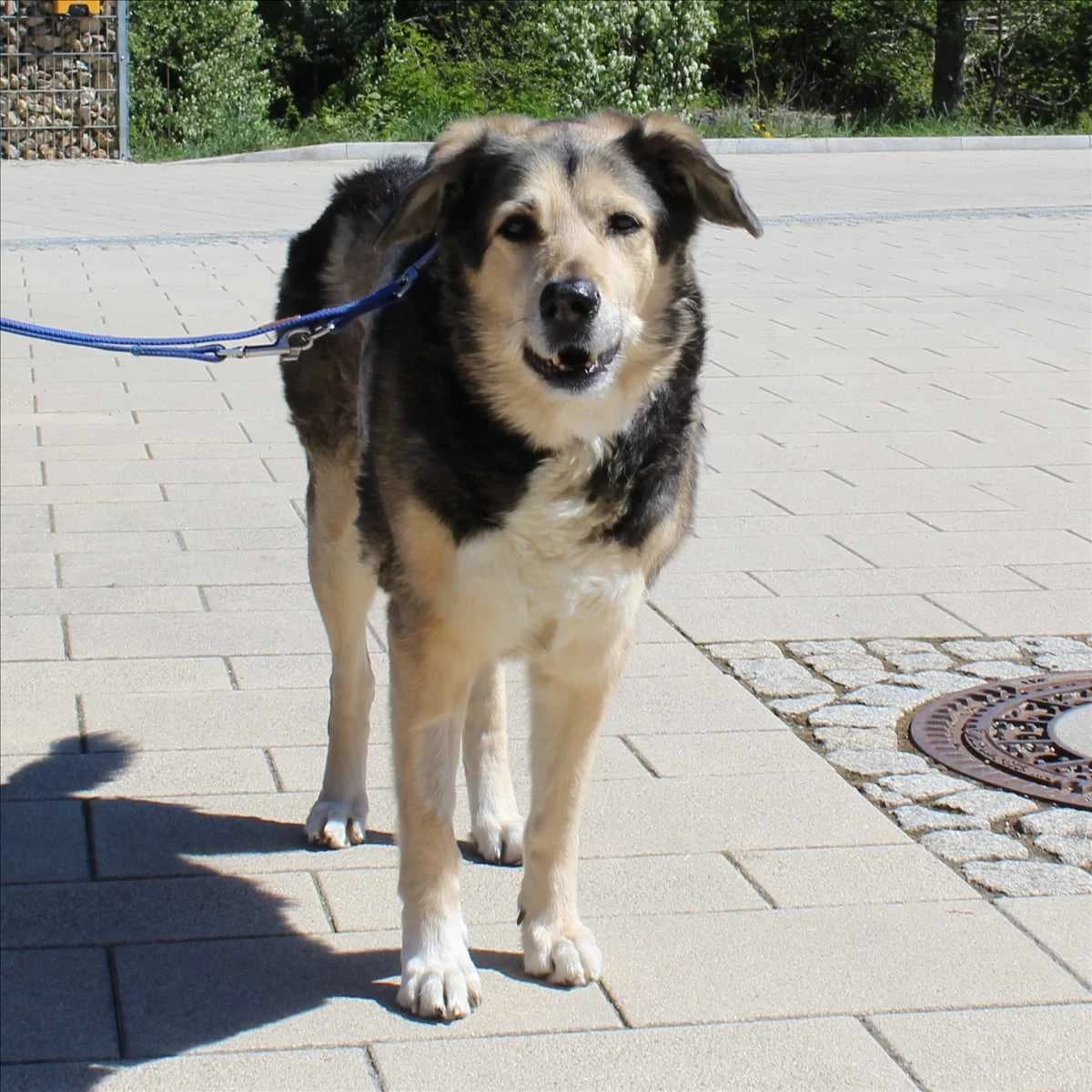 MAJA,  (Tierheim München)