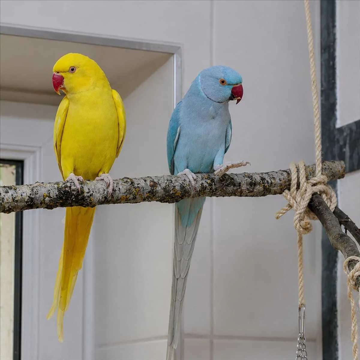 KIWI, gelb  mixed breed for adoption at Tierheim München, Munich