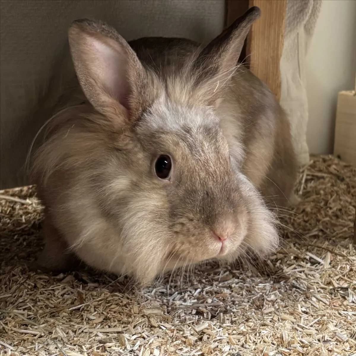 VIOLETT, beige female mixed breed for adoption at Tierheim München, Munich