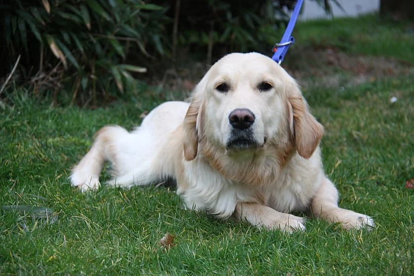 Bona, beige female young Golden Retriever for adoption at Tierheim Münster, Münster