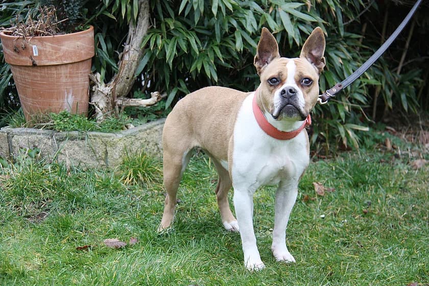 Nala, female senior Staffordshire Bull Terrier for adoption at Tierheim Münster, Münster