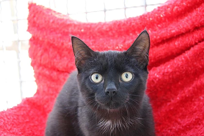 Percy, male young mixed breed for adoption at Tierheim Münster, Münster