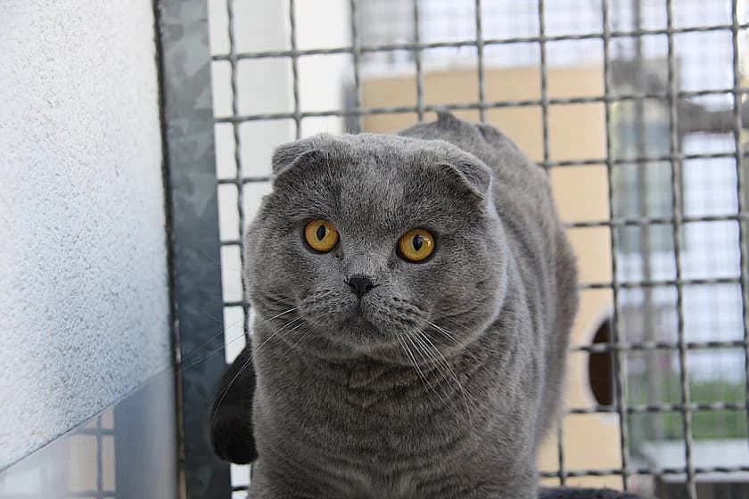Oskar, male 5yo Scottish Fold for adoption at Tierheim Münster, Münster