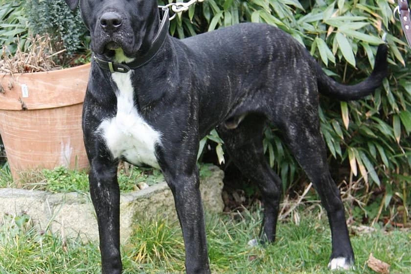 Otto, male young Presa Canario for adoption at Tierheim Münster, Münster