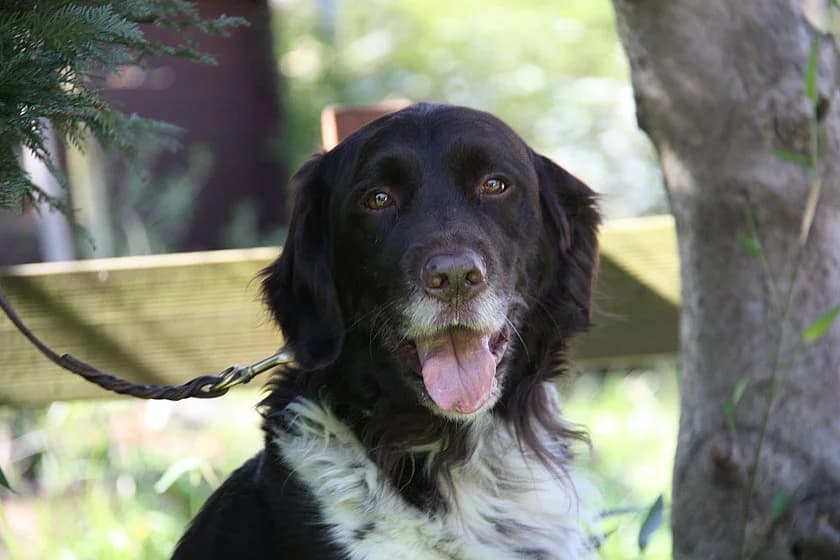 Aaron,  (Tierheim Münster)