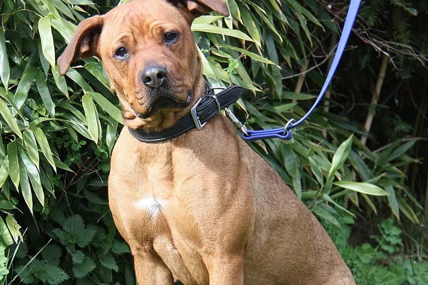Happy, female 4yo Mixed Breed for adoption at Tierheim Münster, Münster