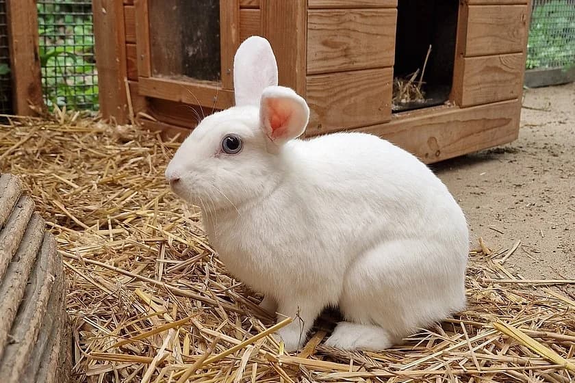 Kaninchen Flocke,  (Tierheim Münster)