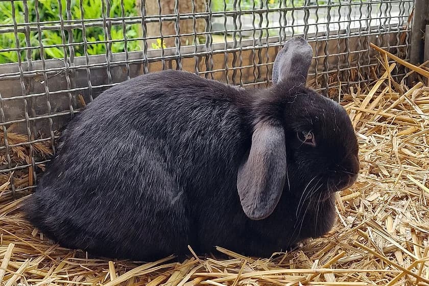 Widder Blacky, female 6yo mixed breed for adoption at Tierheim Münster, Münster