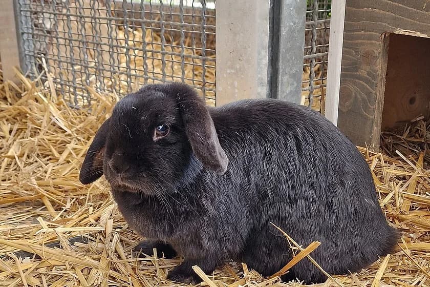 Widder Nanni, female 5yo mixed breed for adoption at Tierheim Münster, Münster