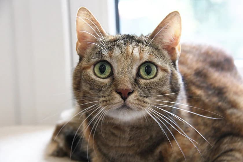 Nami, female 7yo mixed breed for adoption at Tierheim Münster, Münster