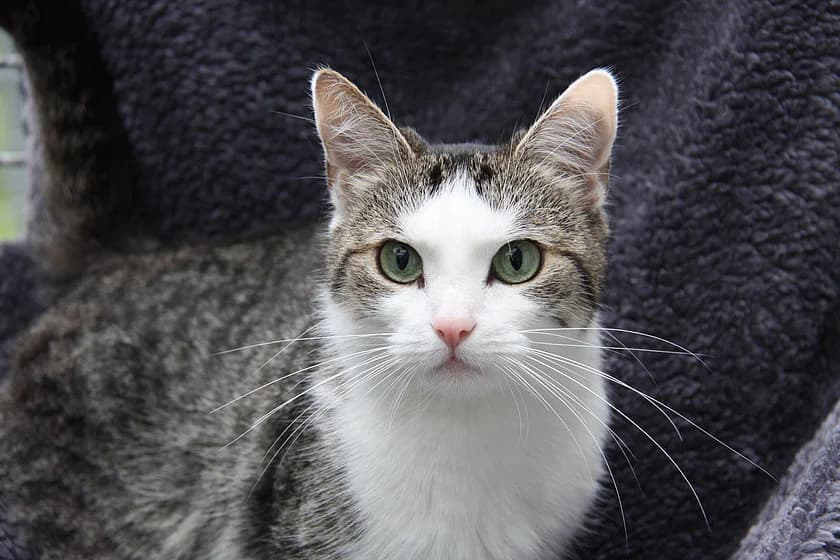 Lucy, female 3yo mixed breed for adoption at Tierheim Münster, Münster
