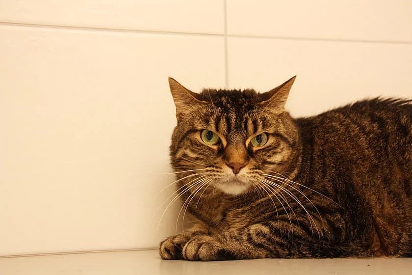 Frieda, female 4yo mixed breed for adoption at Tierheim Münster, Münster