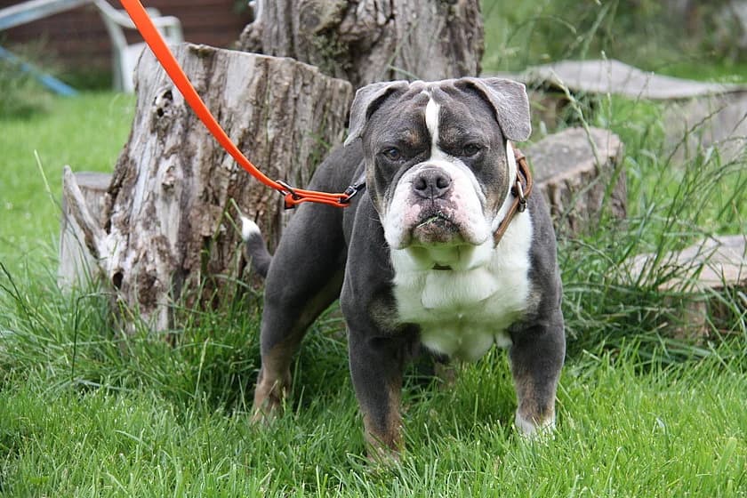 Hugo, grau male senior English Bulldog for adoption at Tierheim Münster, Münster