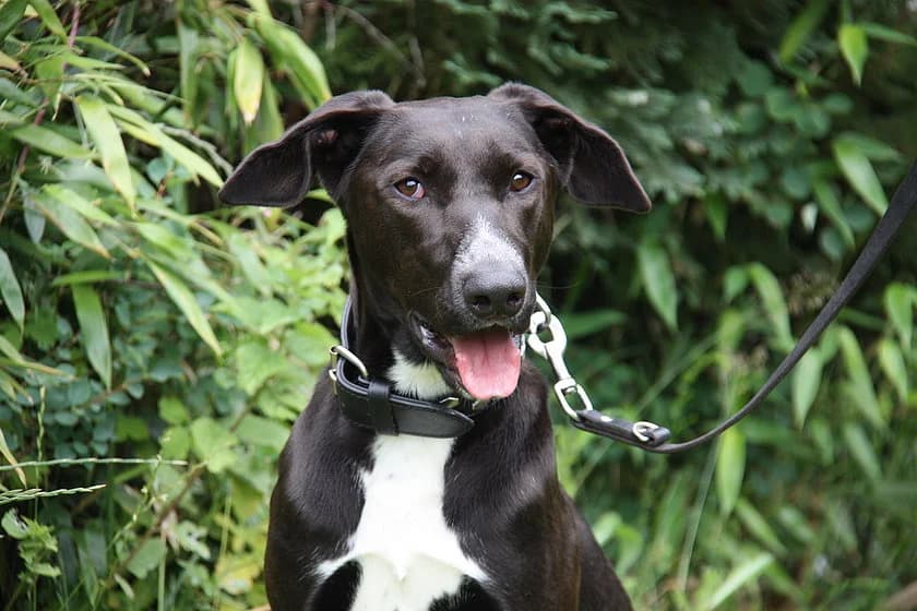 Loui, weiß male young Mixed Breed for adoption at Tierheim Münster, Münster