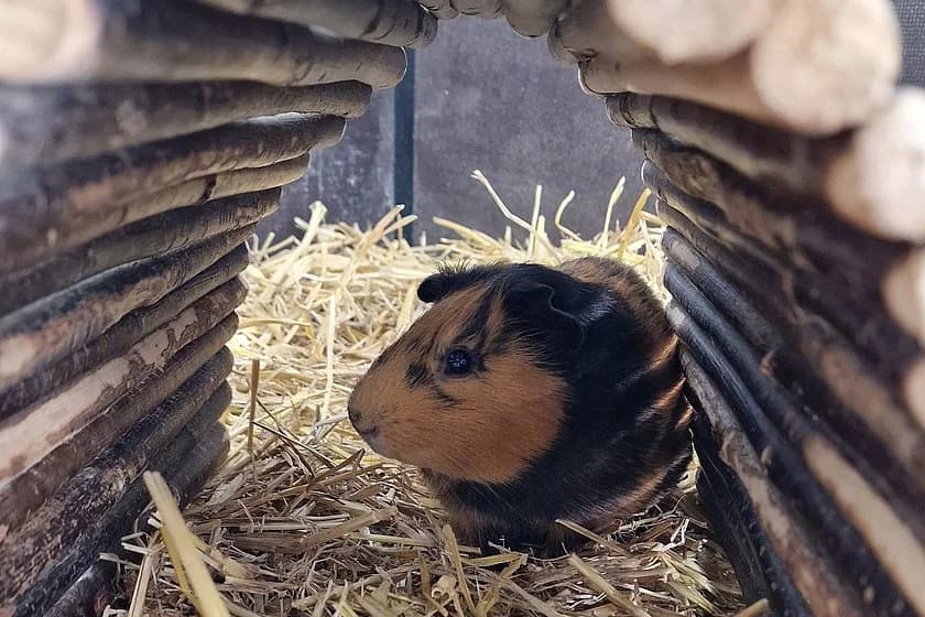 Meerschweinchen Capper, braun male young mixed breed for adoption at Tierheim Münster, Münster