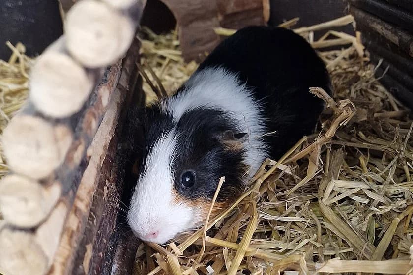Meerschweinchen Cap, male young mixed breed for adoption at Tierheim Münster, Münster