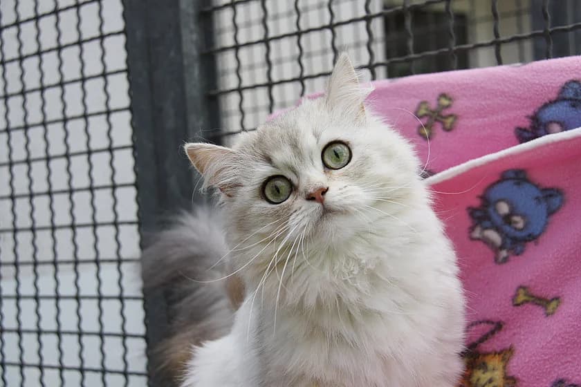 Tilly, beige female young Persian for adoption at Tierheim Münster, Münster