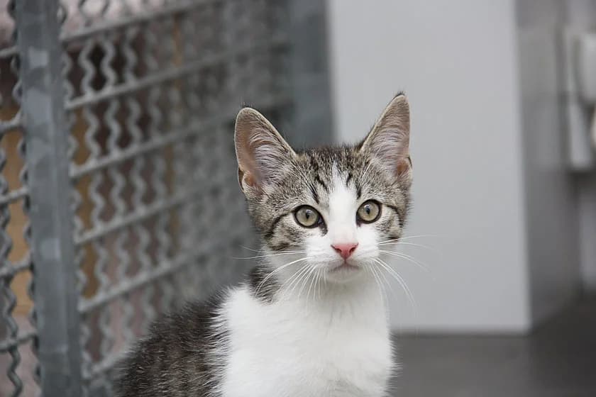 Lennart, male mixed breed for adoption at Tierheim Münster, Münster