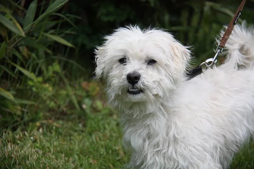 Becks, male senior Maltese for adoption at Tierheim Münster, Münster