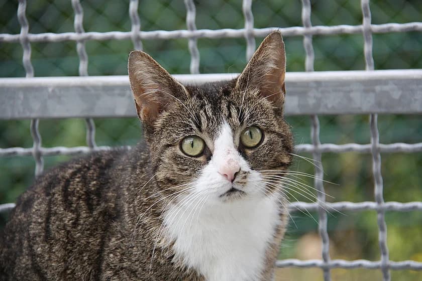 Mia,  (Tierheim Münster)