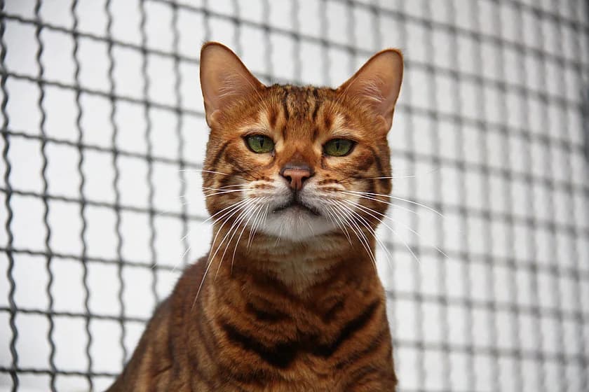 Nemo, male 6yo Bengal for adoption at Tierheim Münster, Münster