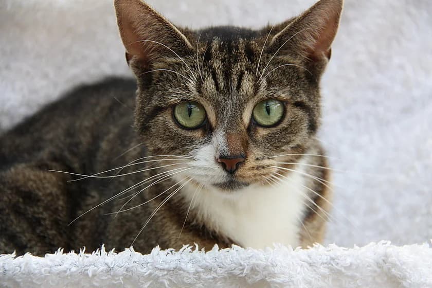 Hallie, female mixed breed for adoption at Tierheim Münster, Münster