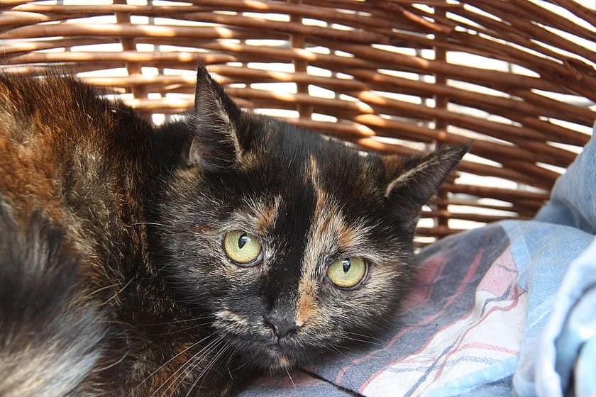 Enya, female mixed breed for adoption at Tierheim Münster, Münster