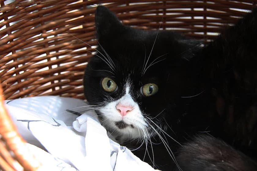 Gertie, female 7yo Persian for adoption at Tierheim Münster, Münster
