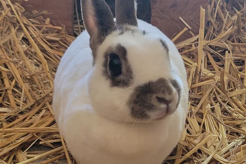 Rexkaninchen Heidi, female mixed breed for adoption at Tierheim Münster, Münster