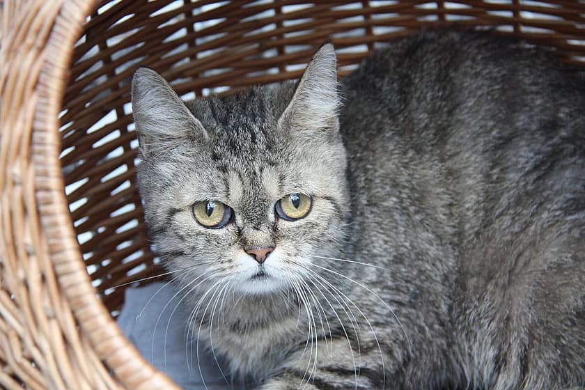 Motte zusammen mit Elli, female senior mixed breed for adoption at Tierheim Münster, Münster