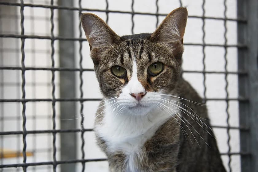 Knossi, male 6yo mixed breed for adoption at Tierheim Münster, Münster
