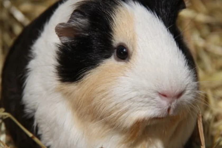 Meerschweinchen,  Mixed Breed for adoption at Tierheim Münster, Münster