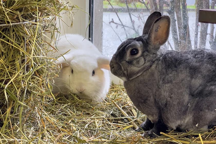 Kaninchen,  Mixed Breed for adoption at Tierheim Münster, Münster