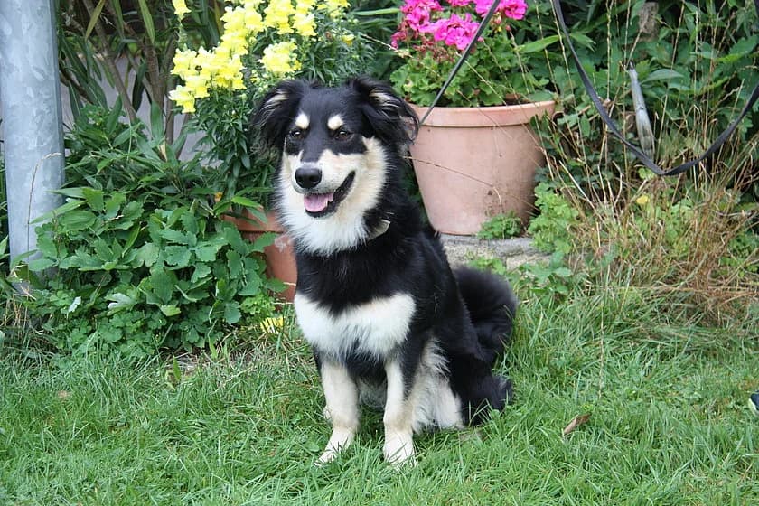 Bibo, male 4yo Mixed Breed for adoption at Tierheim Münster, Münster