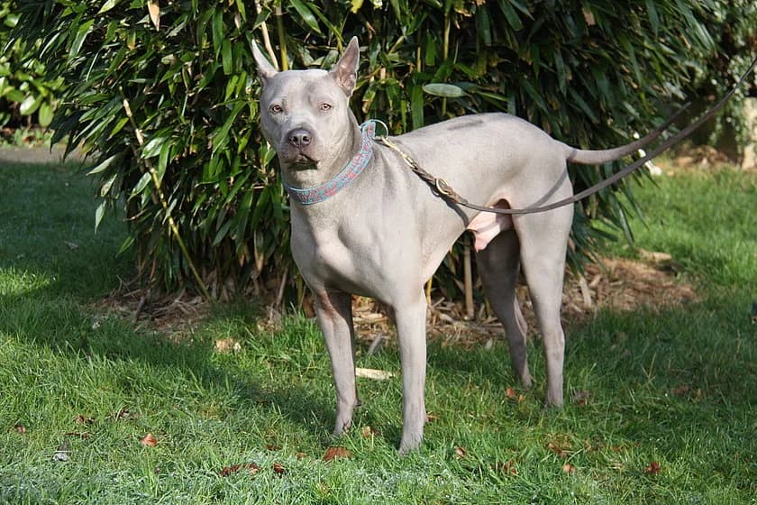 Santo, male 4yo Rhodesian Ridgeback for adoption at Tierheim Münster, Münster