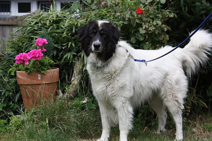 Zeus, male senior mixed breed for adoption at Tierheim Münster, Münster