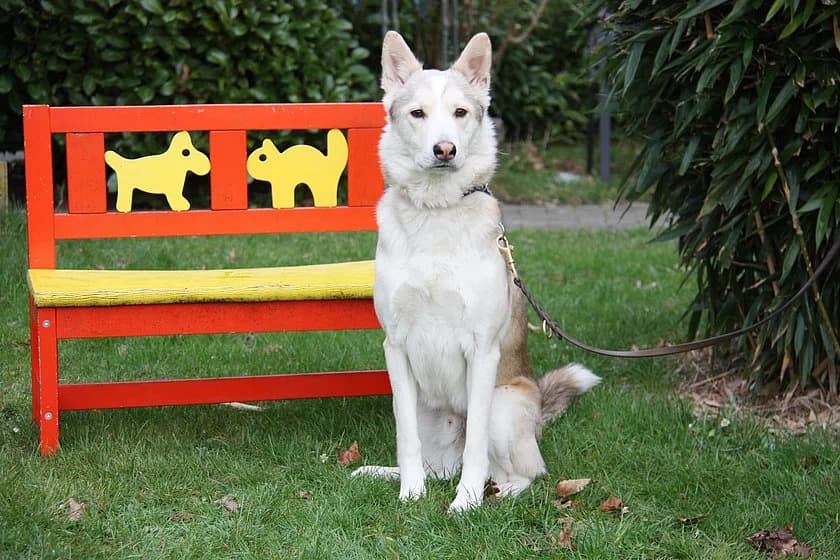 Kingi, male 5yo Husky for adoption at Tierheim Münster, Münster