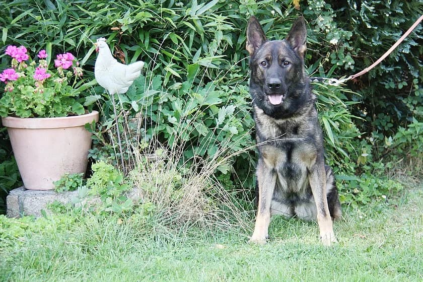 Jenna, female 4yo German Shepherd for adoption at Tierheim Münster, Münster