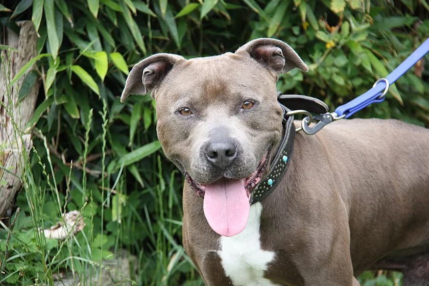 Timon, male 7yo Staffordshire Bull Terrier for adoption at Tierheim Münster, Münster
